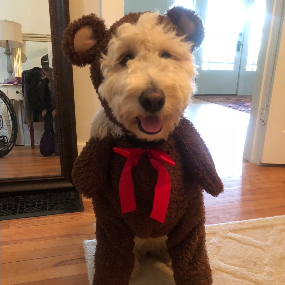 Teddy dog costume
